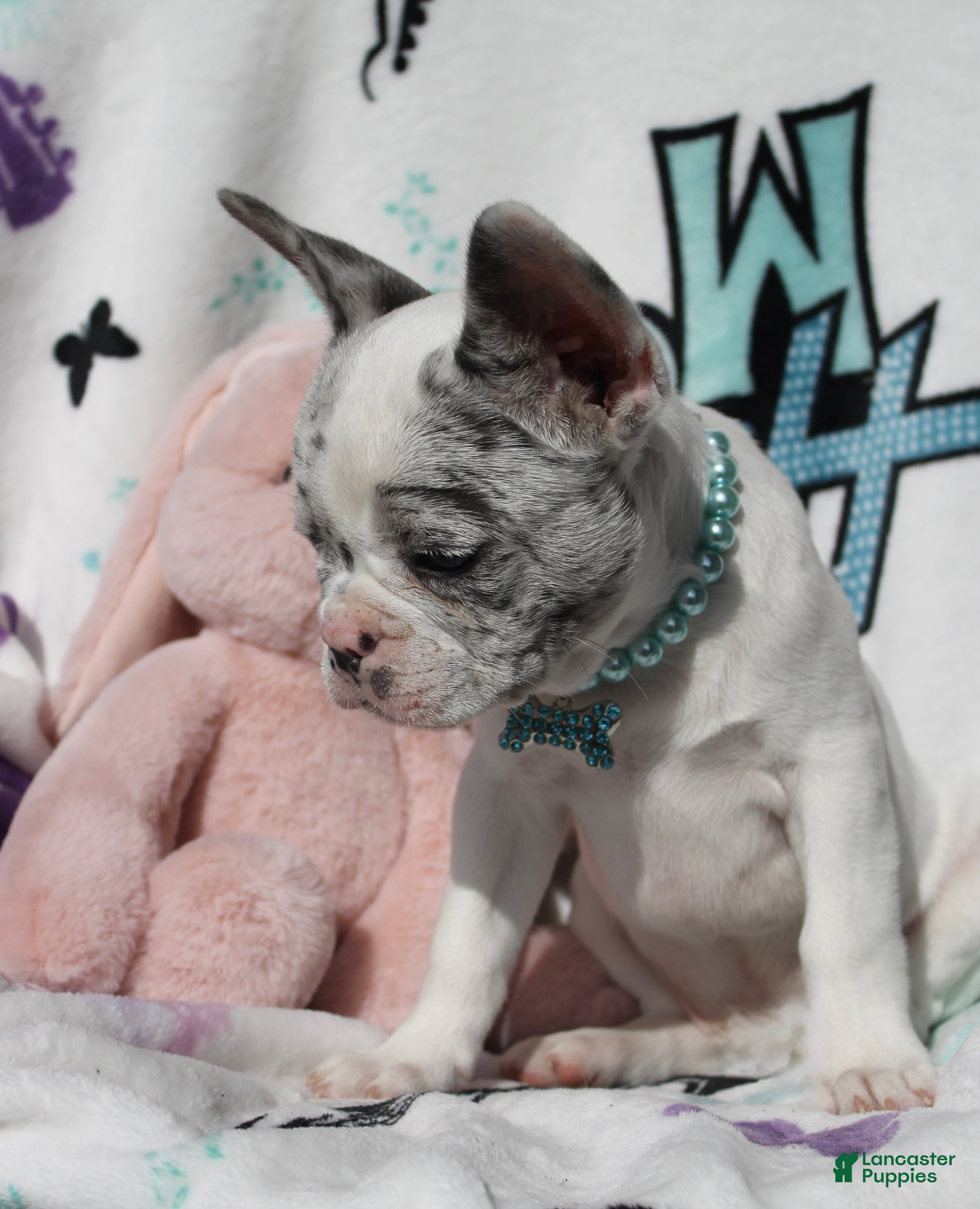 French Bulldog dogs Jackson - Ad 2