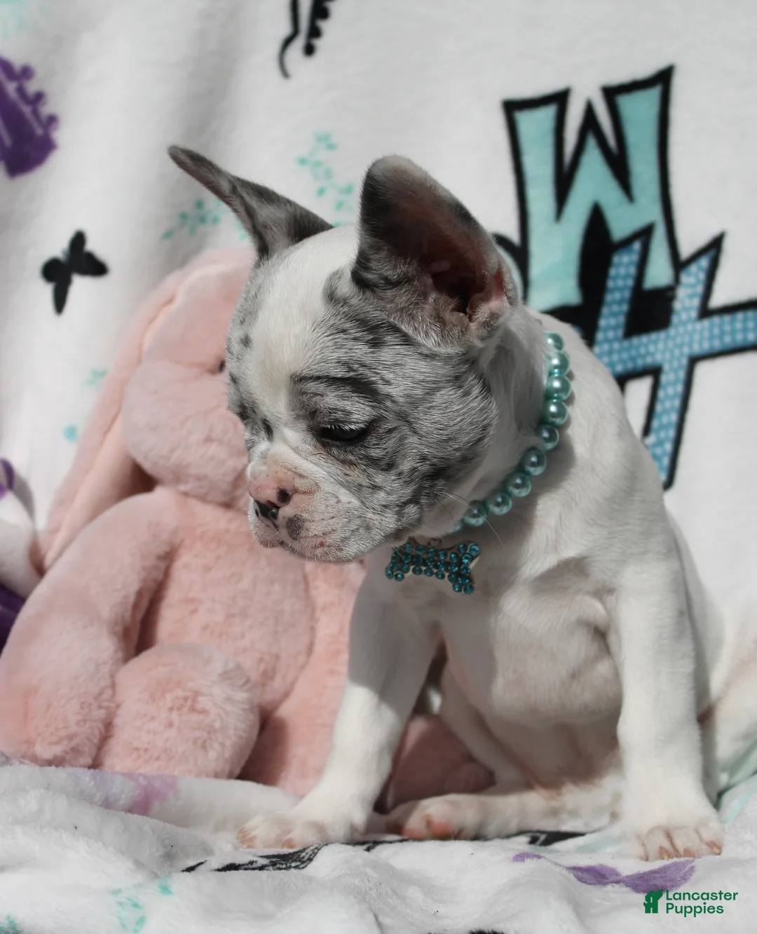 French Bulldog dogs for sale: Jackson - Ad 2