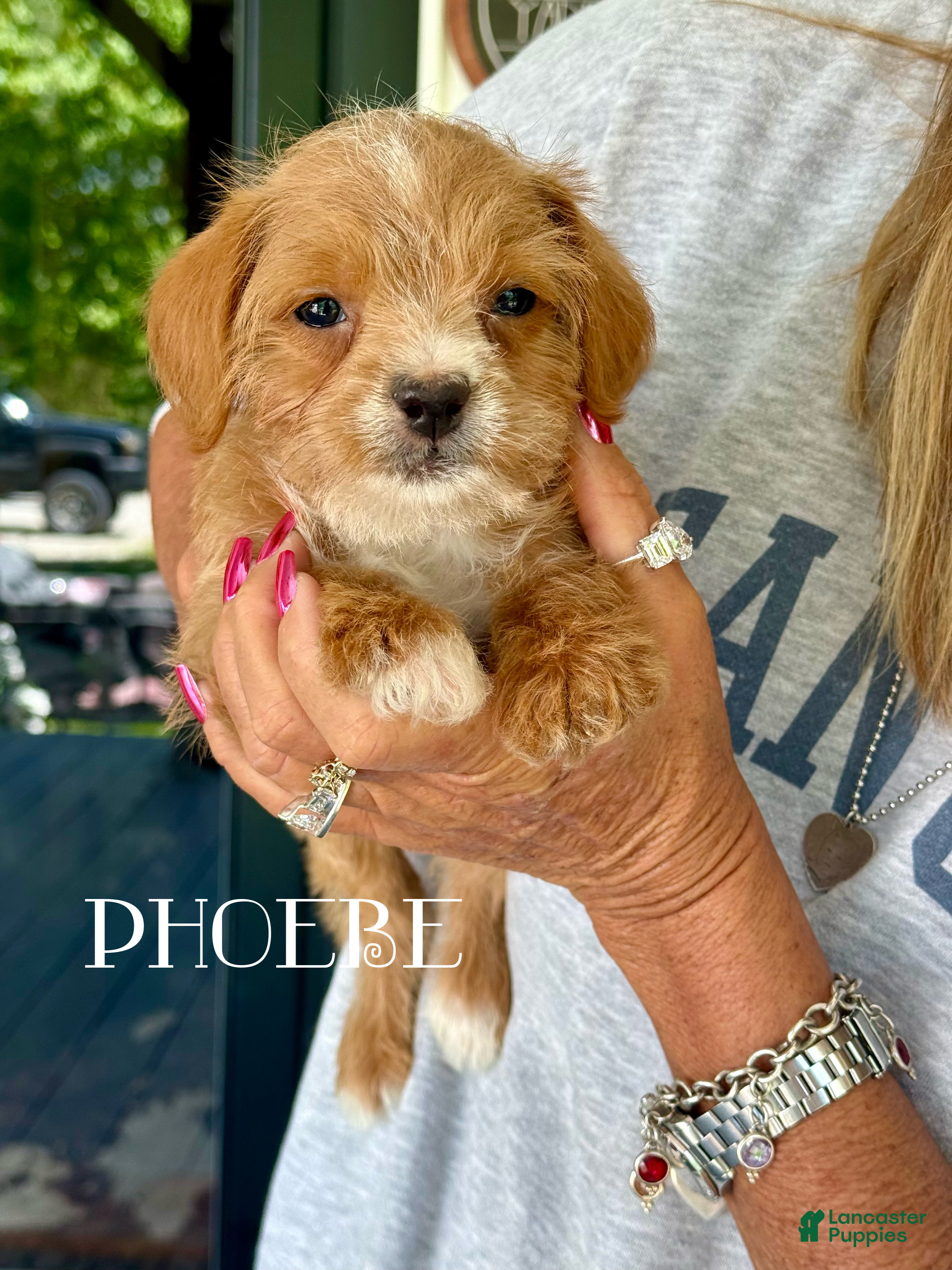 Mixed Breed dogs Pheobe - Ad 24