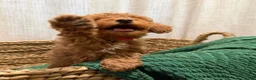 Toy Poodle dogs for sale: Little cliford  - Ad 2