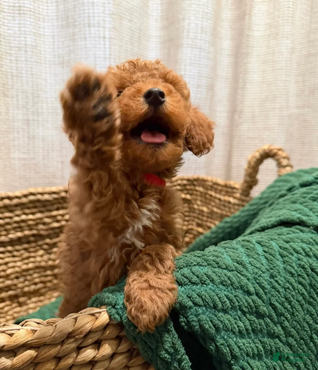 Toy Poodle dogs for sale: Little cliford  - Ad 2