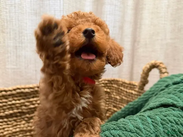 Toy Poodle dogs for sale: Little cliford - Ad 2