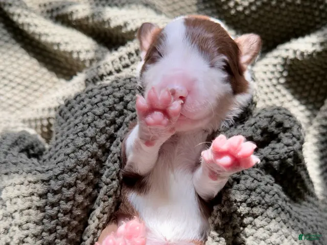 Border Collie dogs for sale: Chai - Ad 24