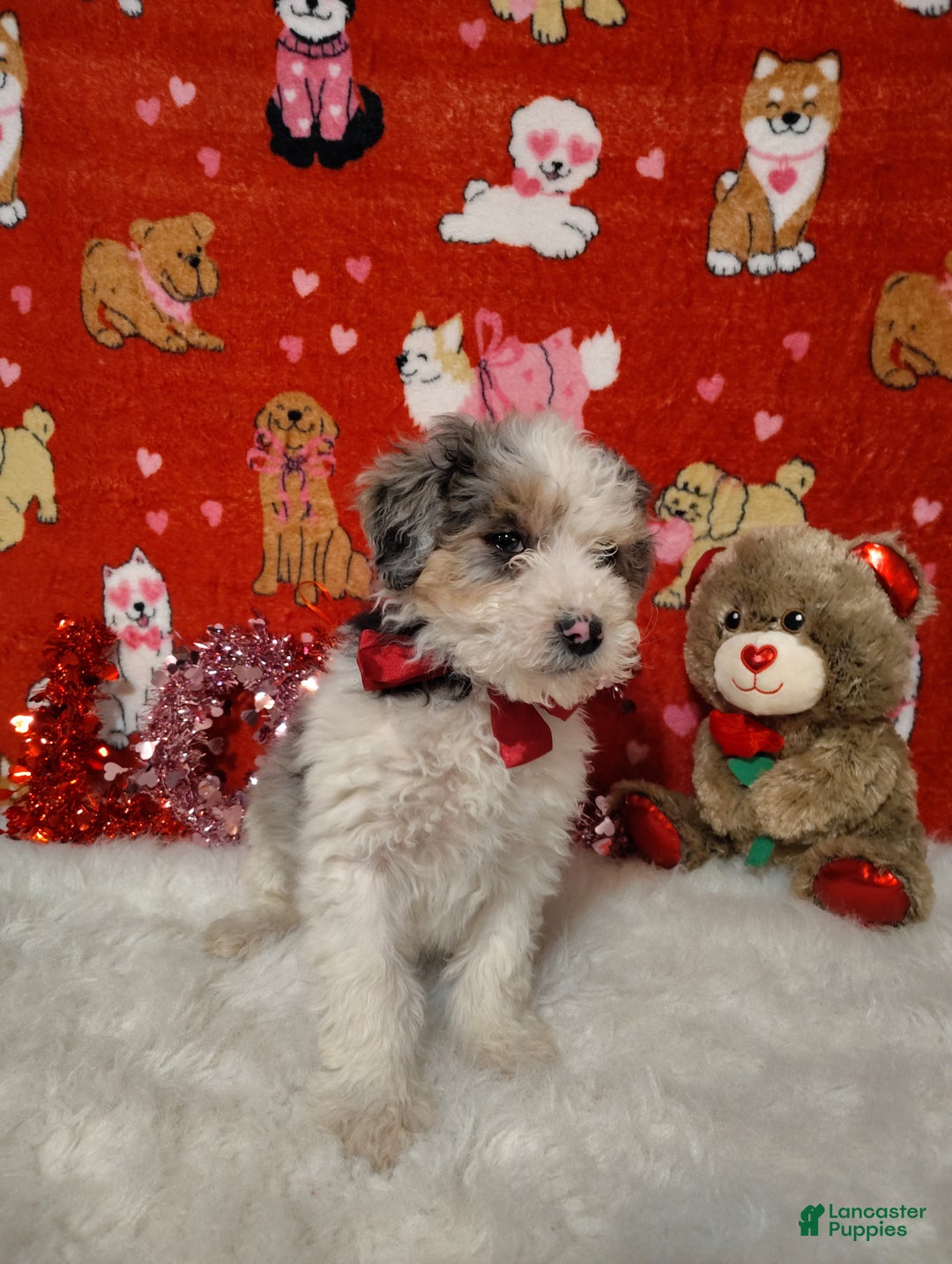 Mini Bernedoodle dogs for sale: Zoe - Ad 5