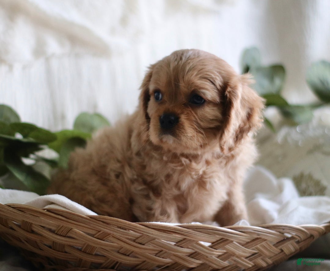 Cavalier King Charles Spaniel dogs for sale: Shannon - Ad 2