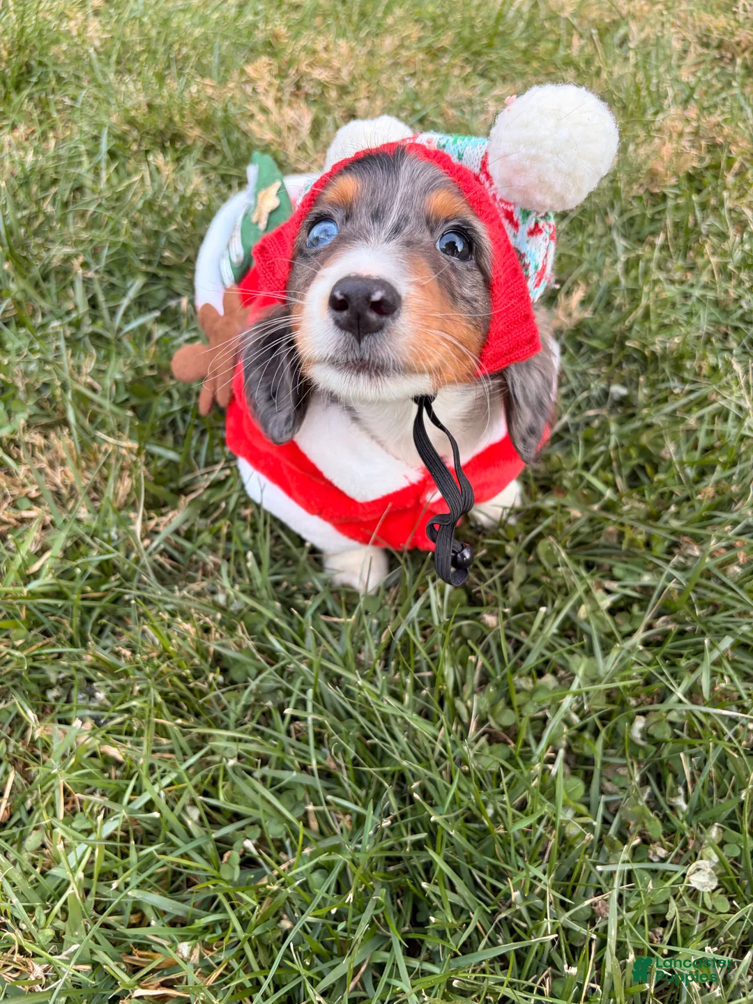 Miniature Dachshund dogs for sale: Nutmeg - Ad 2