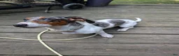 Dachshund dogs for sale: Bowie - Ad 4
