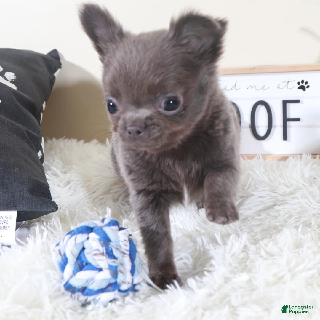Chihuahua dogs for sale: Chihuahua Puppy Smokey - Ad 2