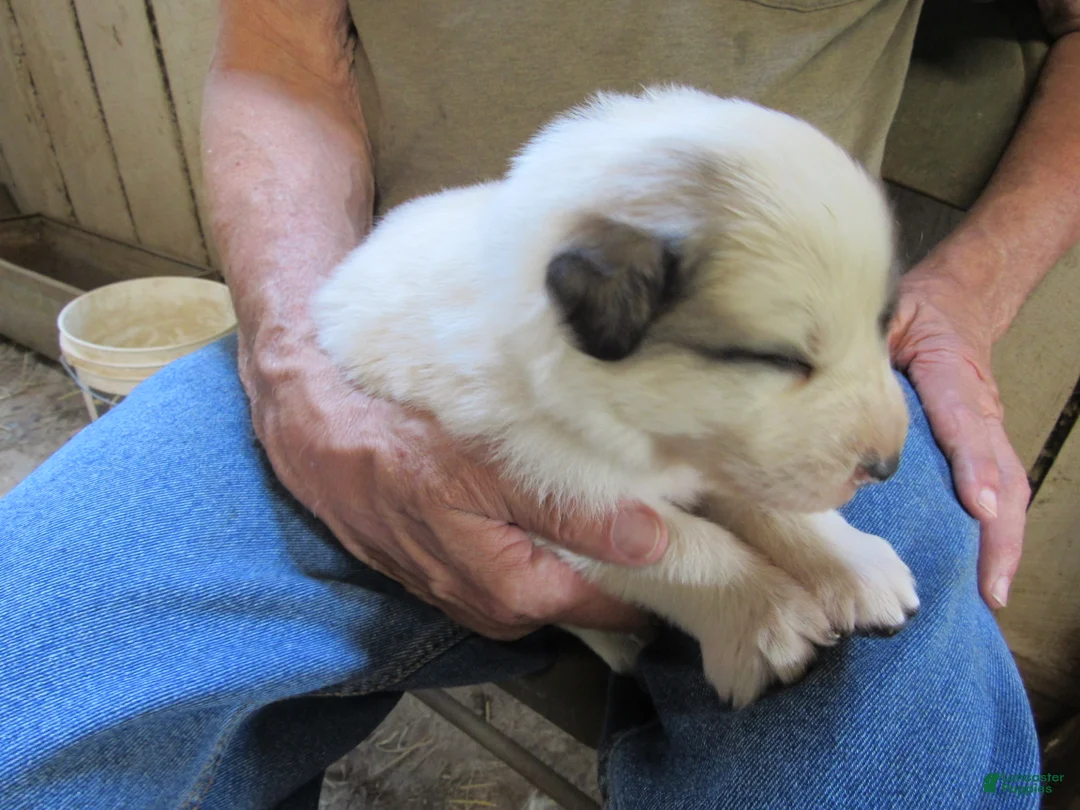 Great Pyrenees dogs for sale: Green Collar Badger face Male Great Pyrenees Puppy  - Ad 2