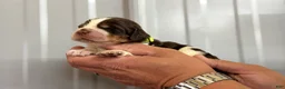 English Springer Spaniel dogs for sale: Reef  - Ad 12