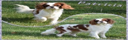 Cavalier King Charles Spaniel dogs for sale: Axel - Ad 7