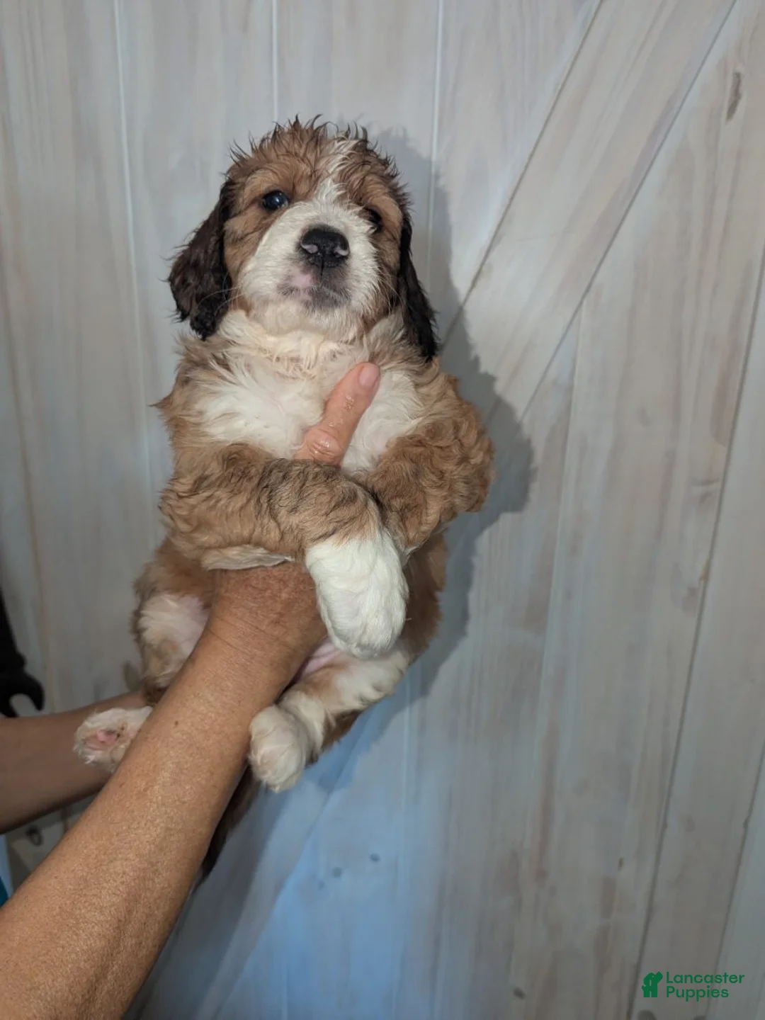 Mixed Breed dogs for sale: Faith - Ad 1