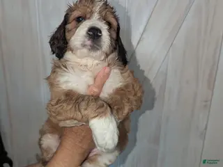 Mixed Breed dogs Faith - Ad 20