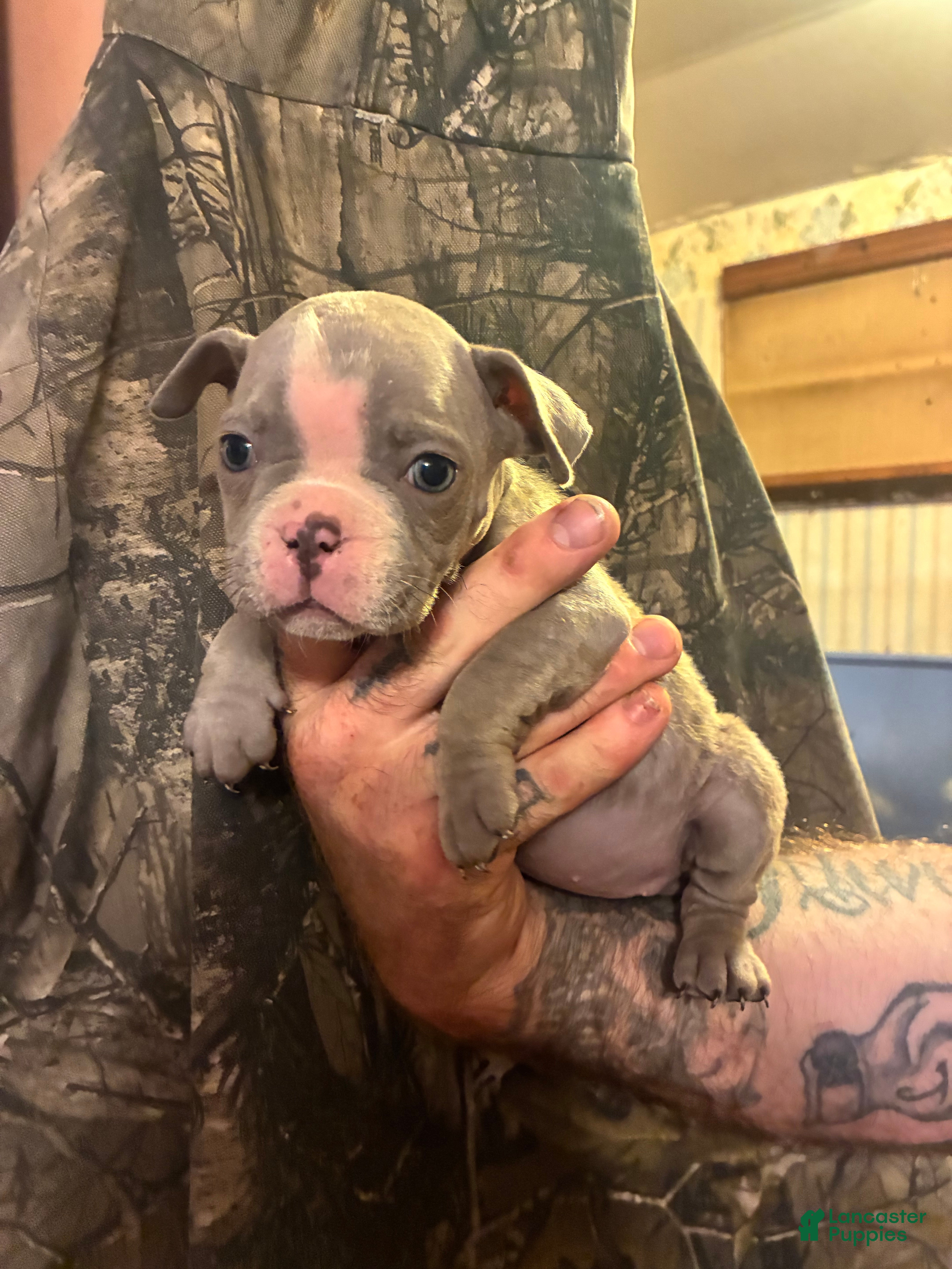 Olde English Bulldogge dogs Olde English Bulldogge 6 - Ad 1