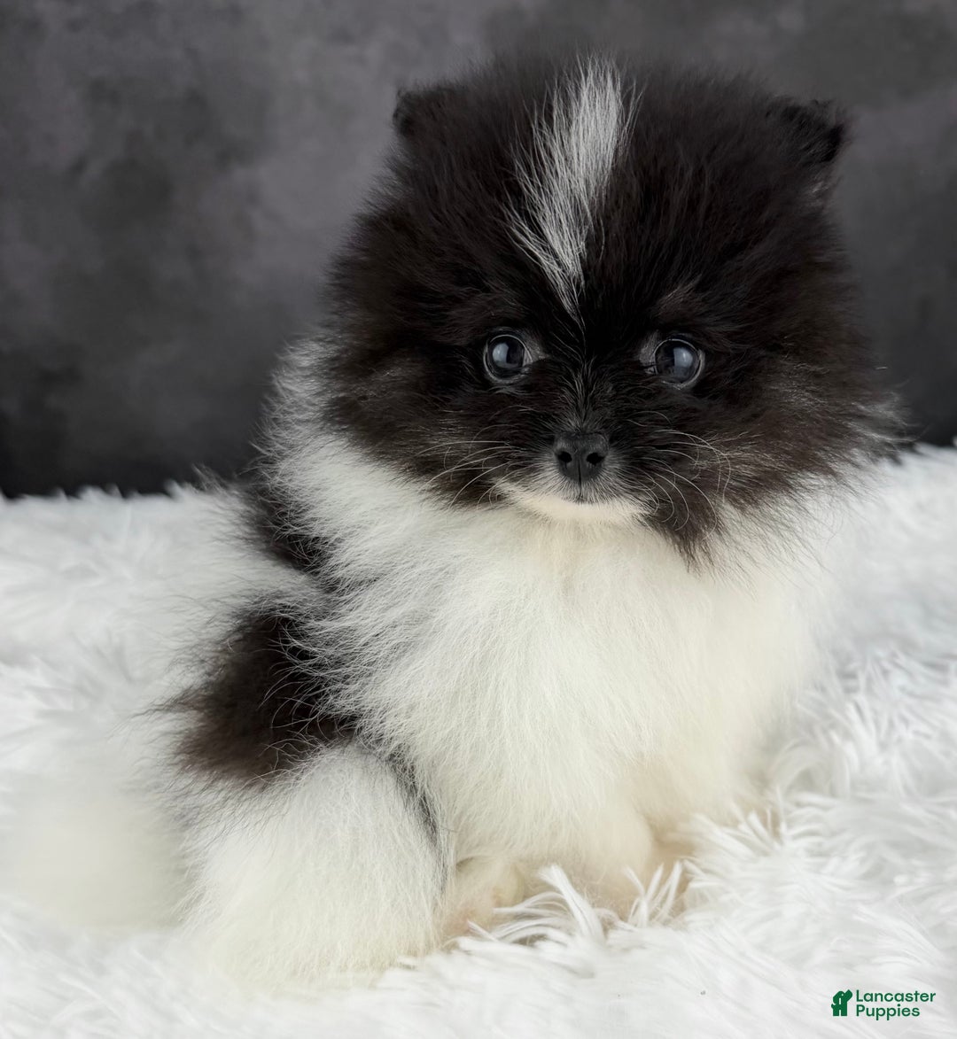 Pomeranian dogs for sale: Tiny Tim AKC - Ad 3