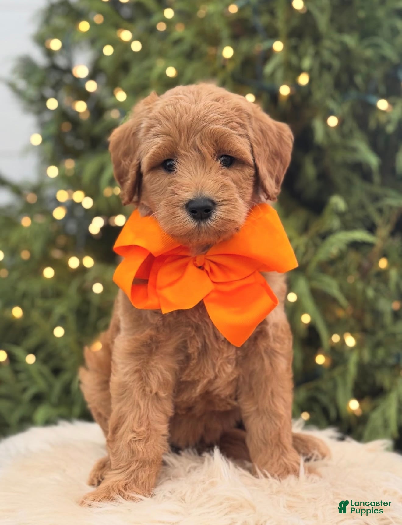 Mini Goldendoodle dogs Mini Goldendoodle Puppy 1 - Ad 10