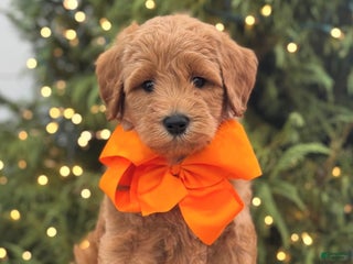 Mini Goldendoodle dogs Mini Goldendoodle Puppy 1 - Ad 17