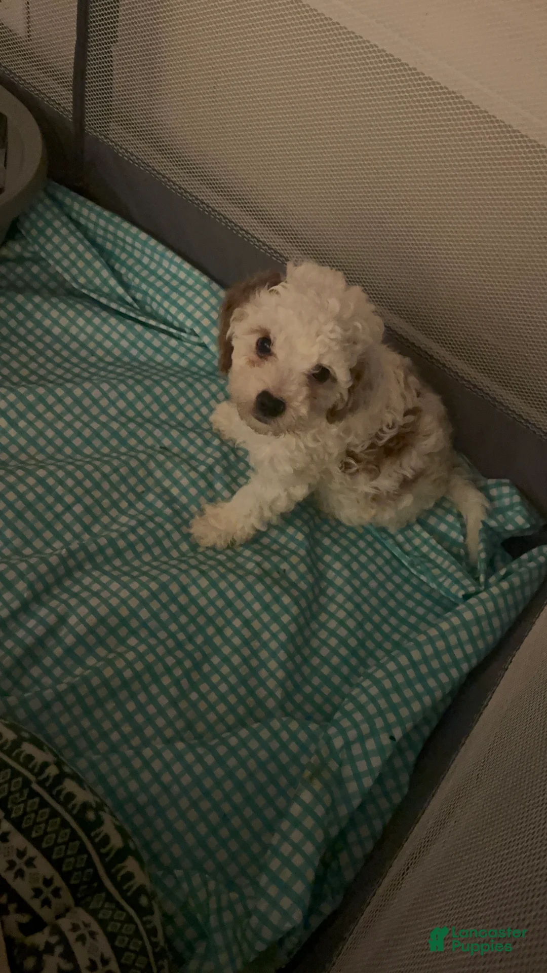 Cavapoo dogs for sale: Scout - Ad 3