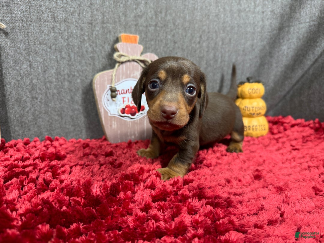 Miniature Dachshund dogs for sale: Miniature Dachshund Puppy 1 - Ad 1