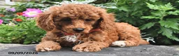 Miniature Poodle dogs for sale: Freddy  - Ad 2