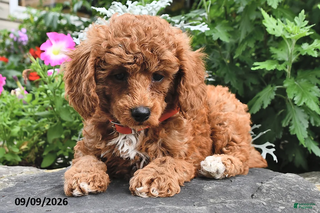 Miniature Poodle dogs for sale: Freddy  - Ad 2