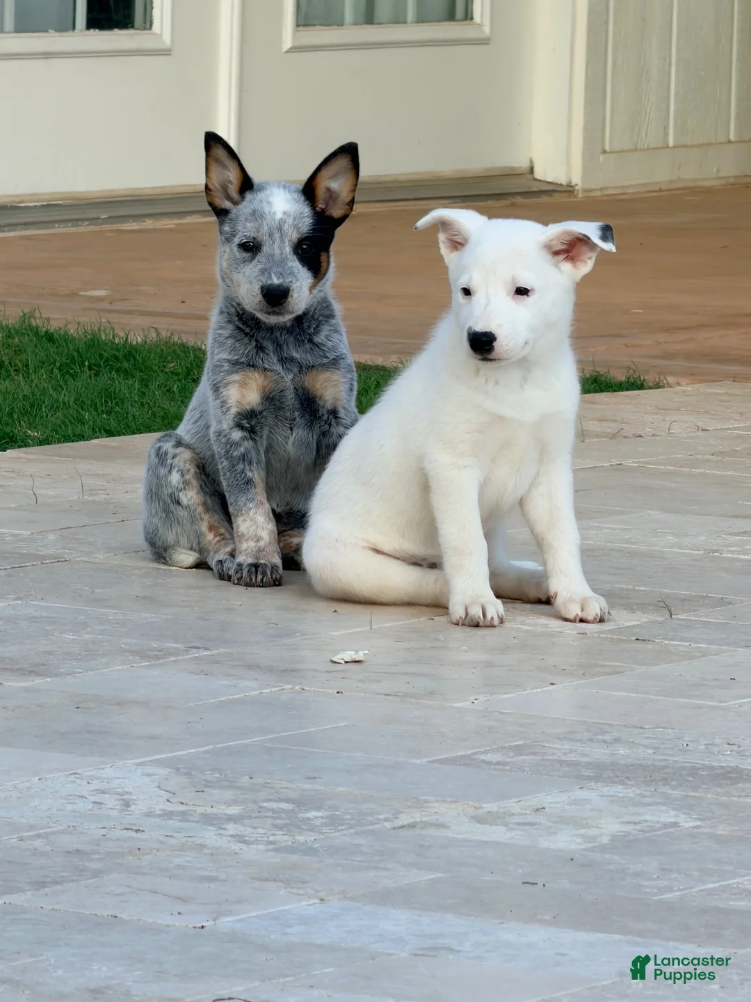 Australian Cattle Dog dogs for sale: Australian cattle dog 6 - Ad 2