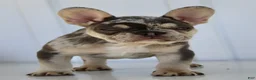 French Bulldog dogs for sale: Debi - Ad 3