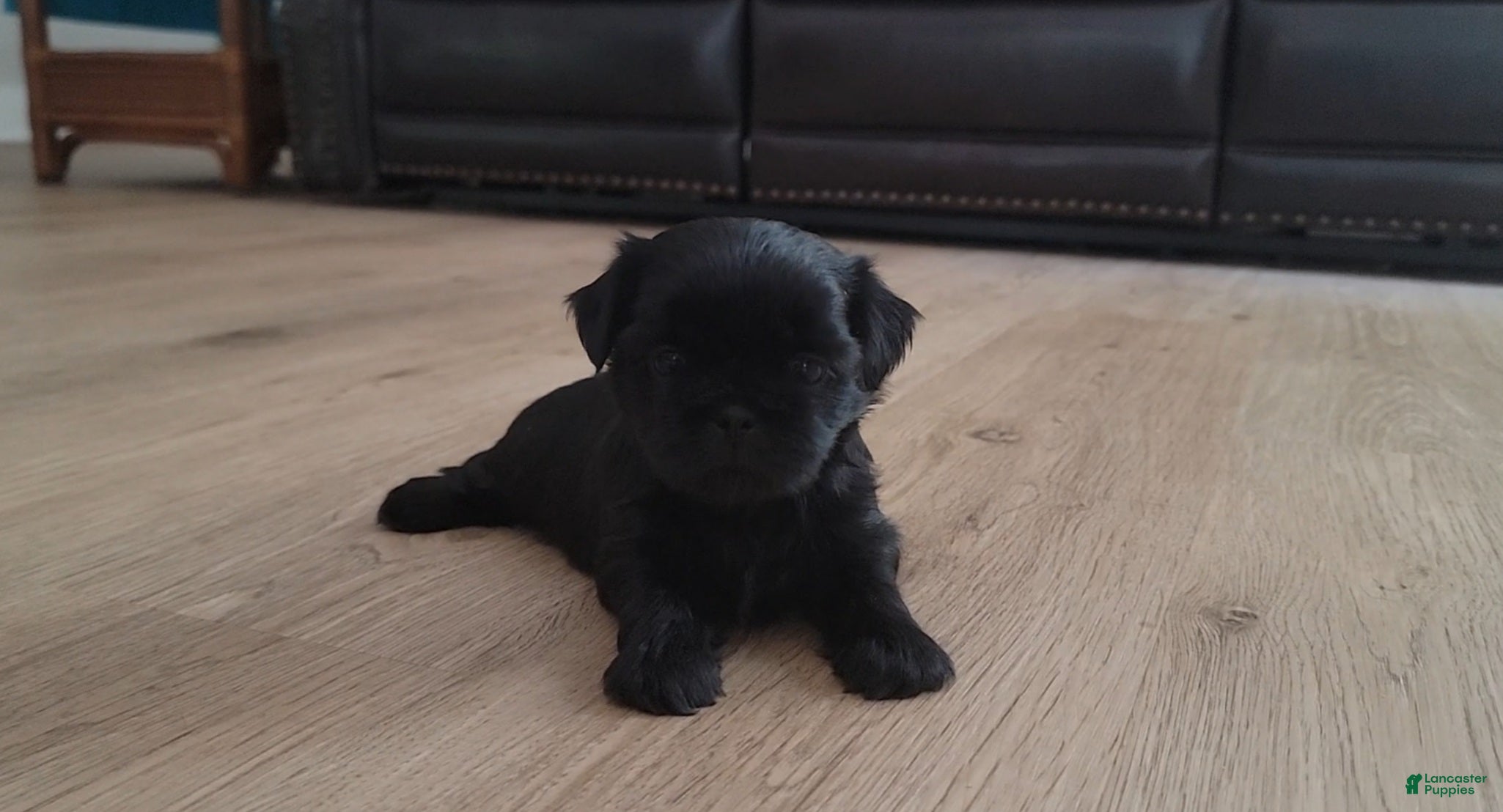 Shih Tzu dogs Onyx - Ad 6