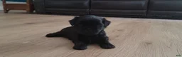 Shih Tzu dogs for sale: Onyx - Ad 1