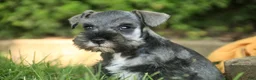 Miniature Schnauzer dogs for sale: Quest Miniature Schnauzer  - Ad 9