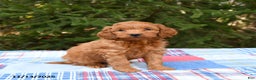 Mini Goldendoodle dogs for sale: Sirius - Ad 3
