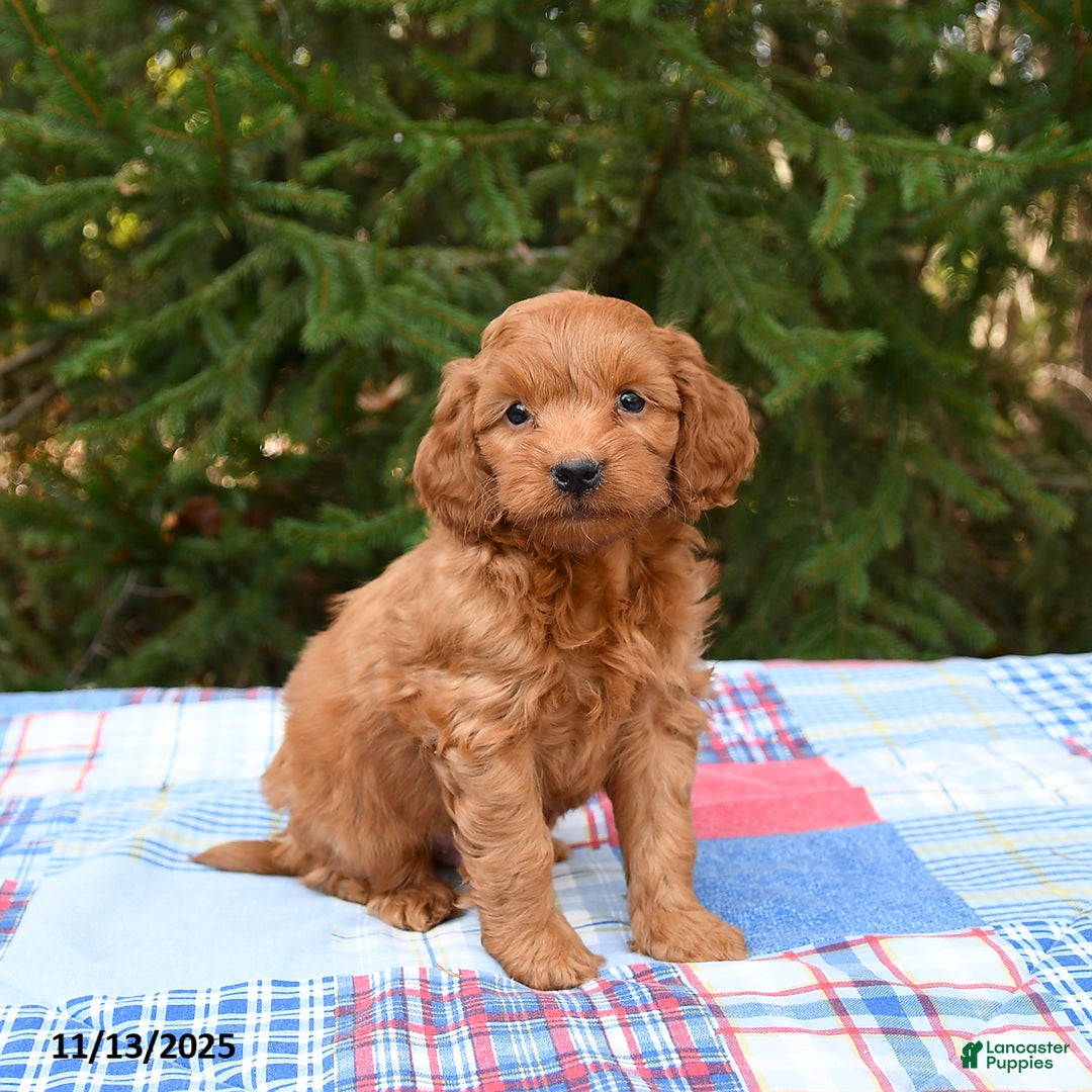 Mini Goldendoodle dogs for sale: Sirius - Ad 3