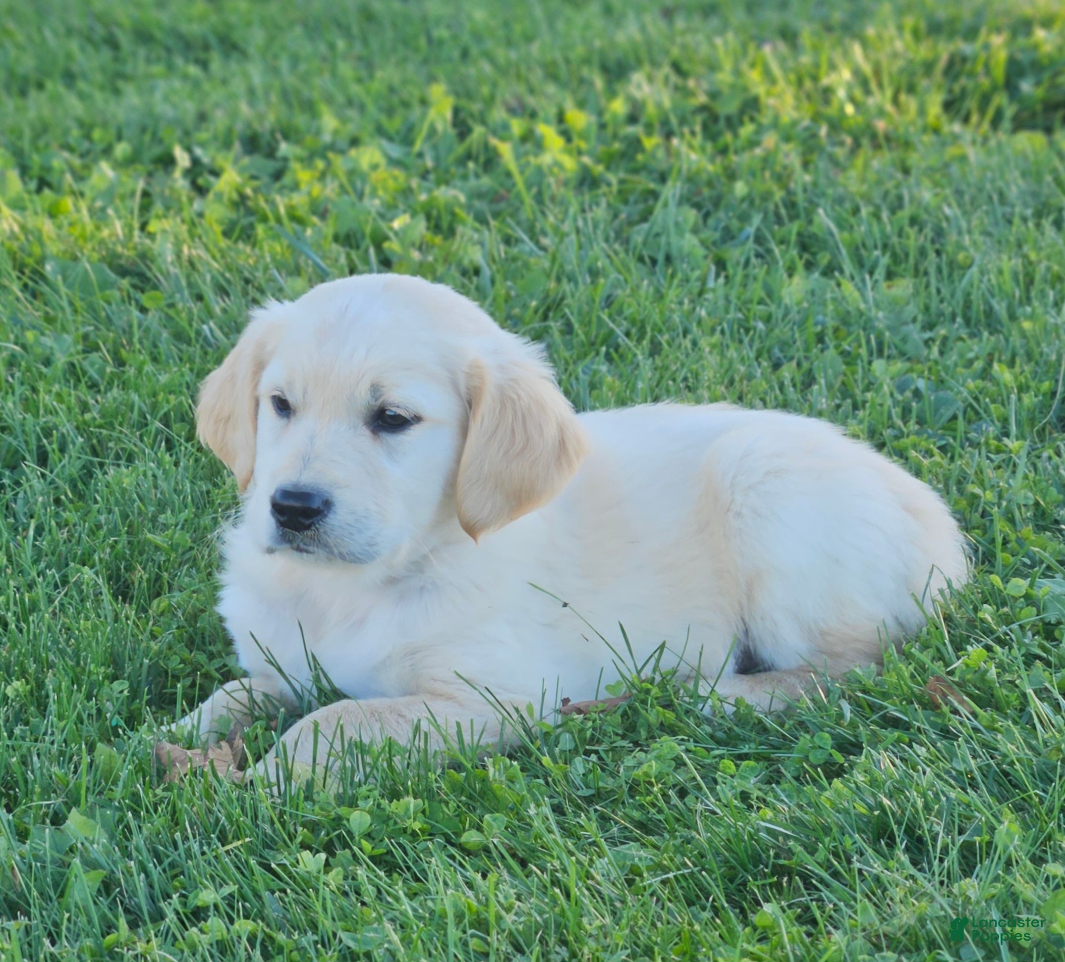 Golden Retriever dogs Cooper - Ad 1