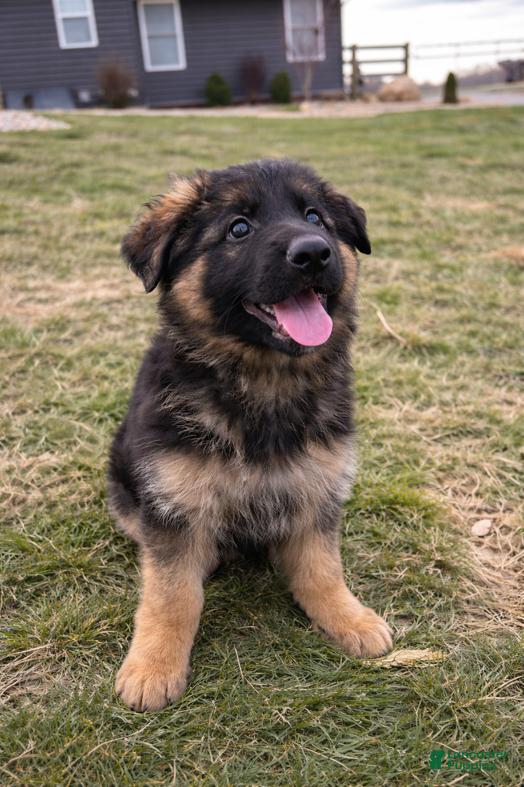 German Shepherd dogs Caleesi - Ad 40