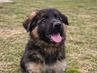 German Shepherd dogs Caleesi - Ad 2