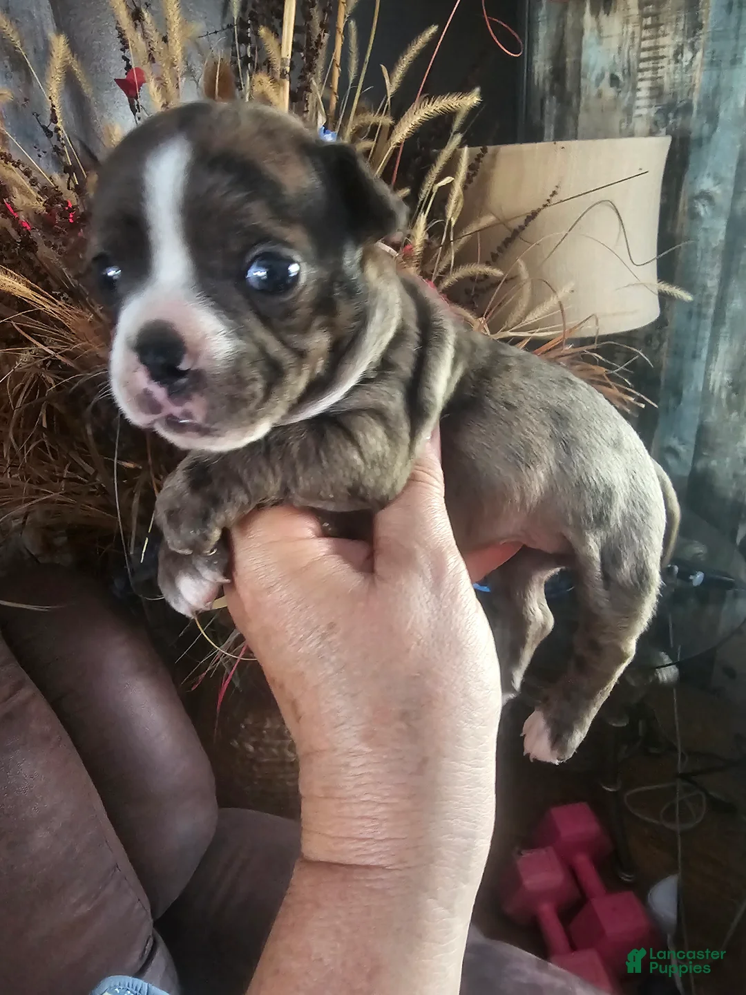Frenchton dogs for sale: Scarlett Frenchton Puppy 1 - Ad 2
