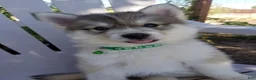 Siberian Husky dogs for sale: Siberian Husky 6 - Ad 1
