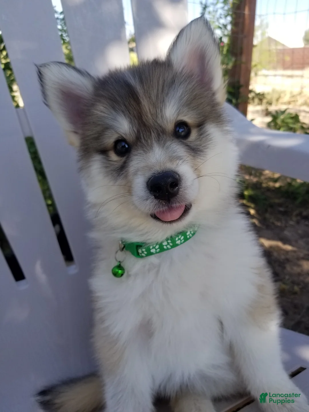 Siberian Husky dogs for sale: Siberian Husky 6 - Ad 1