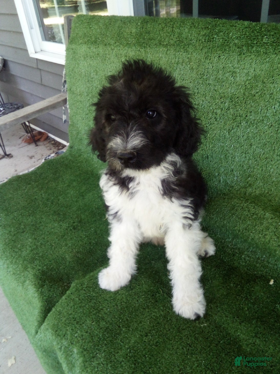 Goldendoodle dogs Grace - Ad 1
