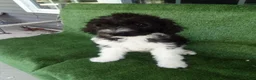 Goldendoodle dogs for sale: Grace - Ad 3