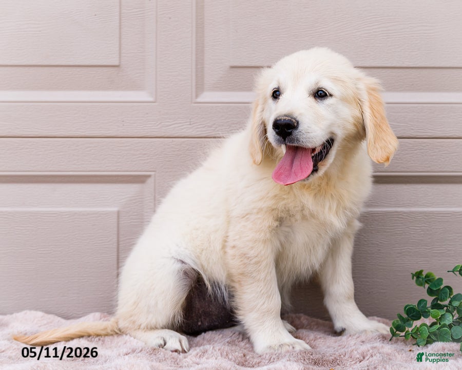 Golden Retriever dogs Mila - Ad 2