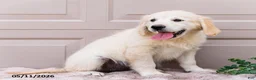 Golden Retriever dogs for sale: Mila - Ad 2