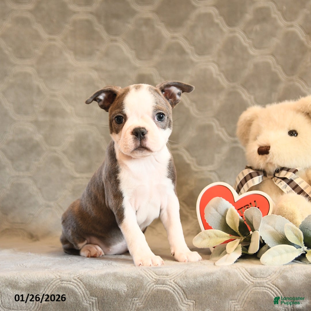 Boston Terrier dogs for sale: Heather - Ad 2