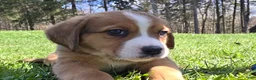 Mixed Breed dogs for sale: Mixed Breed Puppy 5 - Ad 5