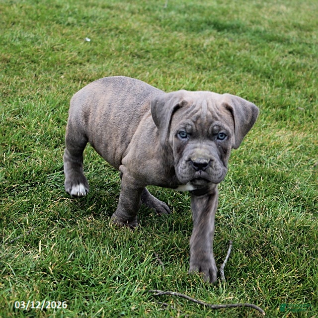Cane Corso dogs Garrison - Ad 2