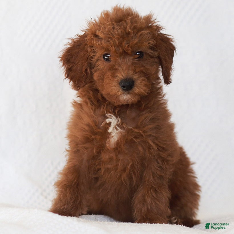Goldendoodle dogs Lily - Ad 2