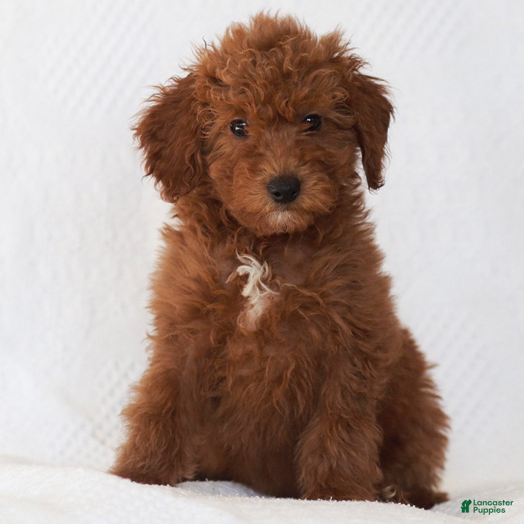 Goldendoodle dogs for sale: Lily - Ad 2