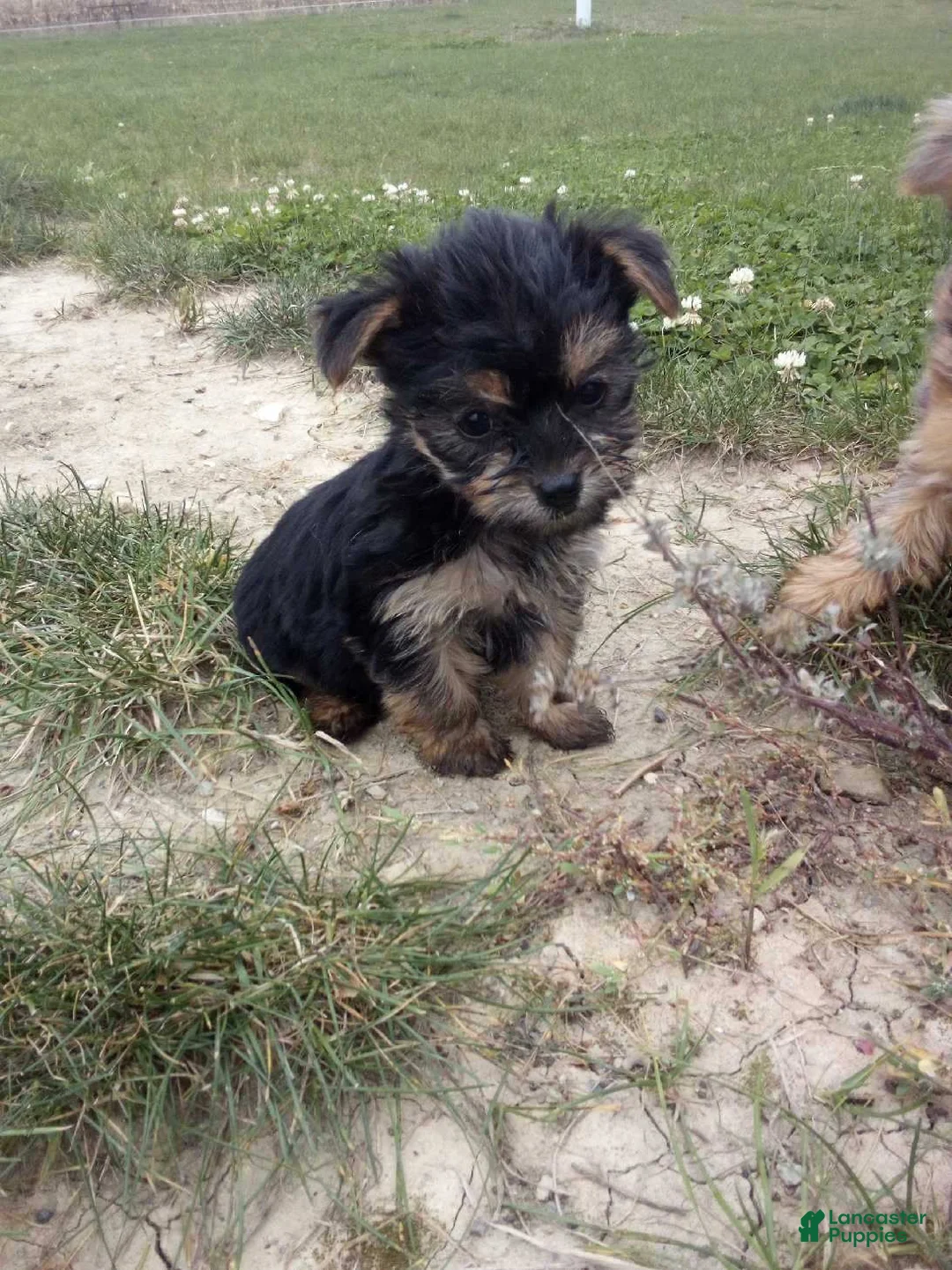 Yorkshire Terrier dogs for sale: Rachel - Ad 2
