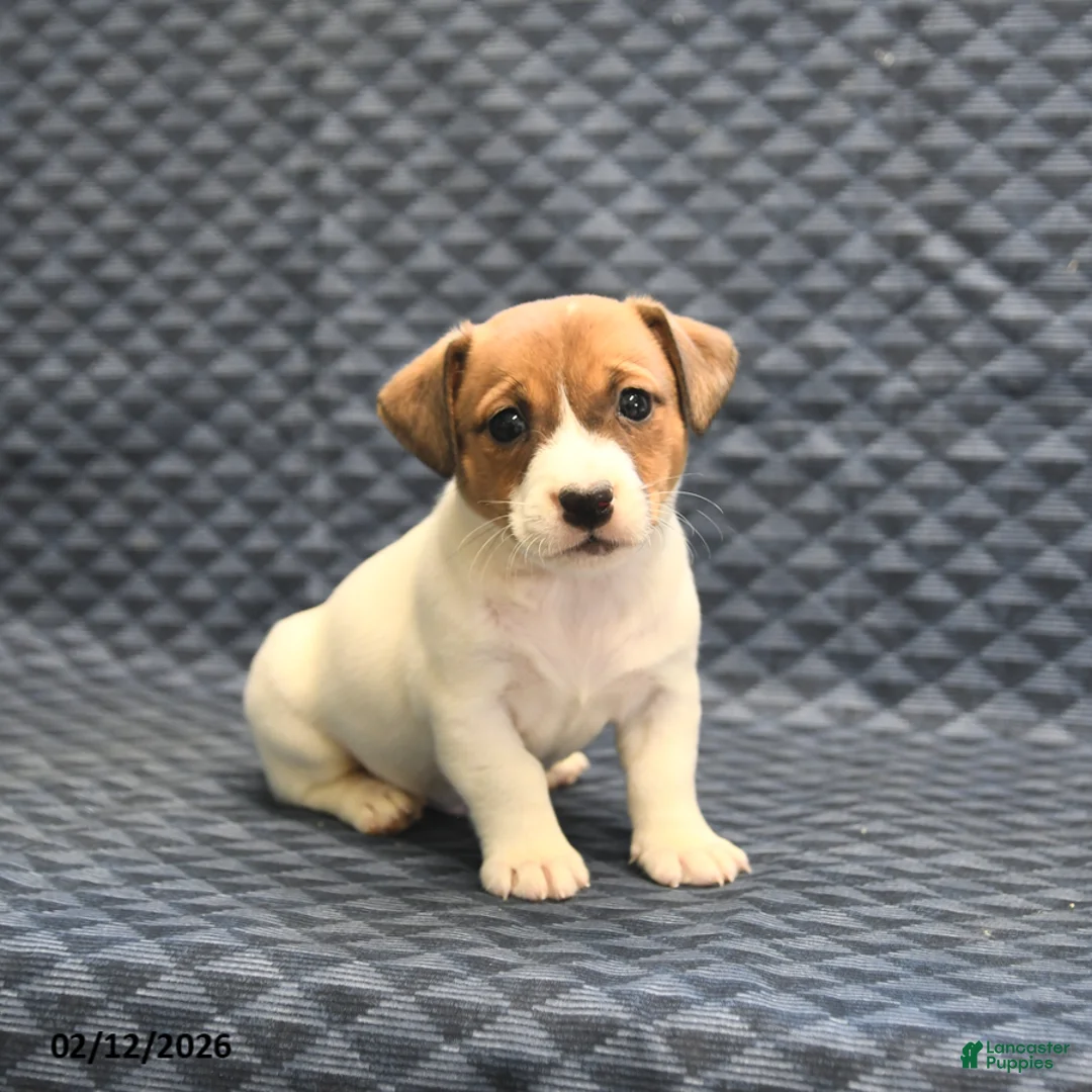 Jack Russell Terrier dogs for sale: Nola - Ad 2