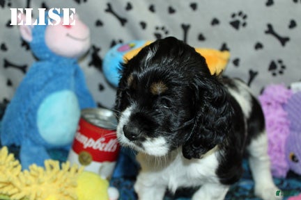 Cocker Spaniel dogs for sale: Elise - Ad 2